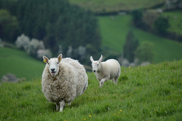 ovce a jehně