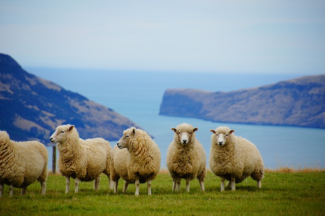 ovce v horách