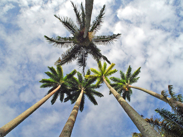 kokosové palmy